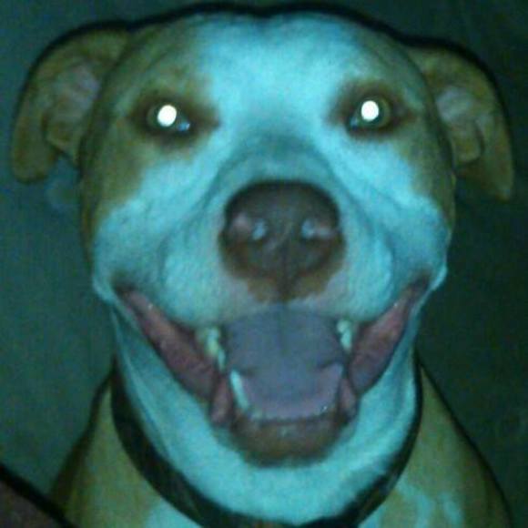 Meet your Posher, Christopher lee - Picture 1 of 1